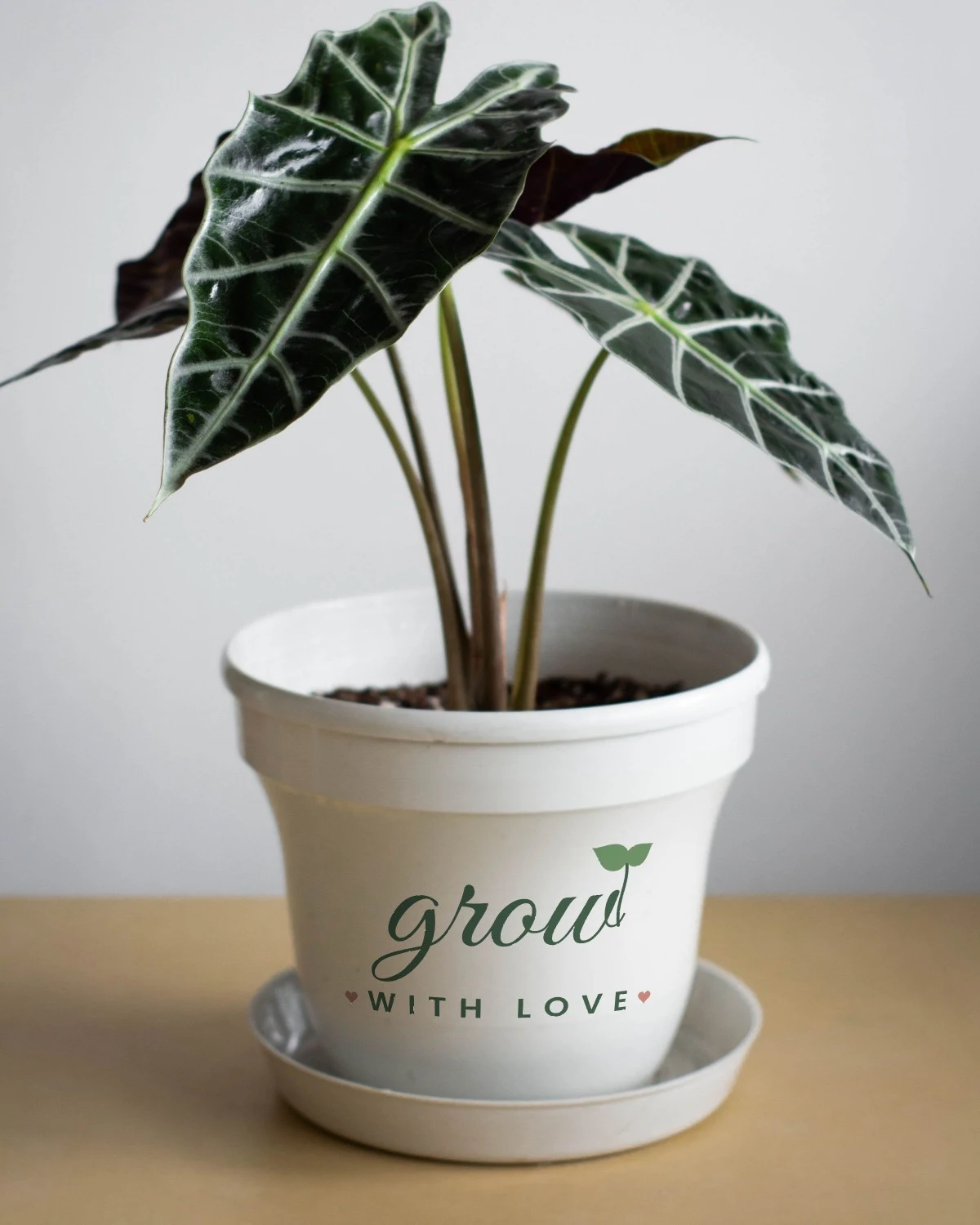 Plant Pot with the "Grow with love." design